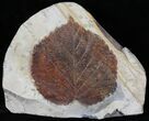 Beautiful Fossil Leaf (Beringiaphyllum) - Montana #29102-1